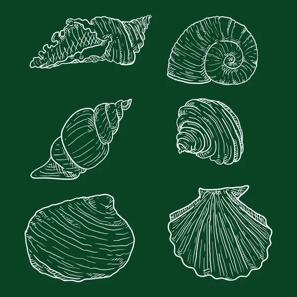 Vector Set Chalk Sketch Seashells Blackboard Background Stock Illustration