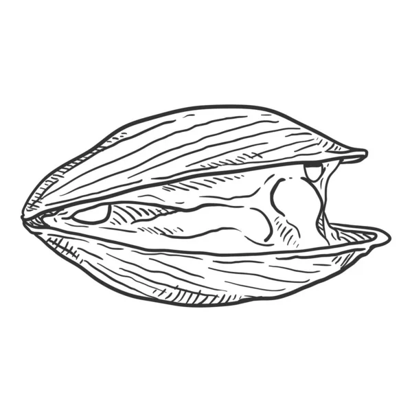 Vector Sketch Open Mussel Illustration Vector Graphics