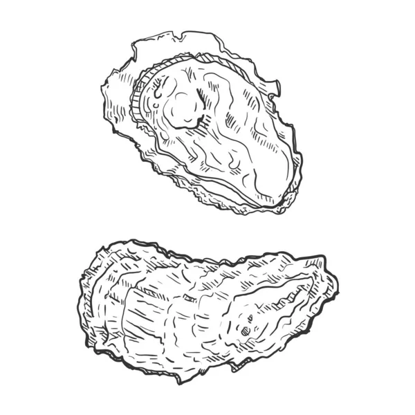 Vector Sketch Oyster Illustrations White Background Vector Graphics