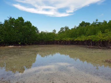 Mangrove bataklığı. Gündüz Mavi Gökyüzü.