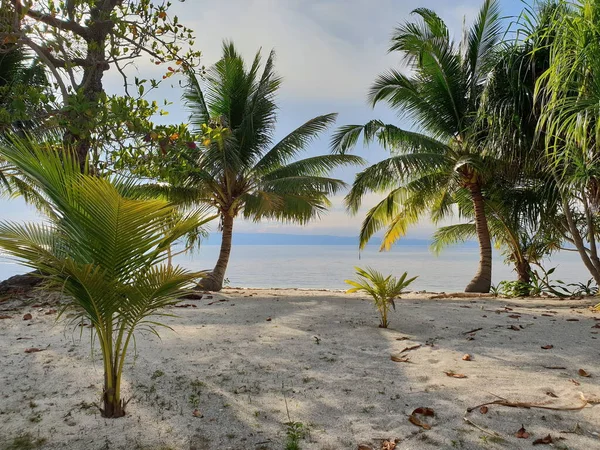 Palm Trees Beach Sea View Paradise — Stock Photo, Image