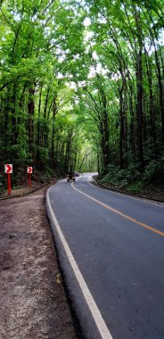 Ormanın ortasında asfalt yol. Orman Otoyolu.