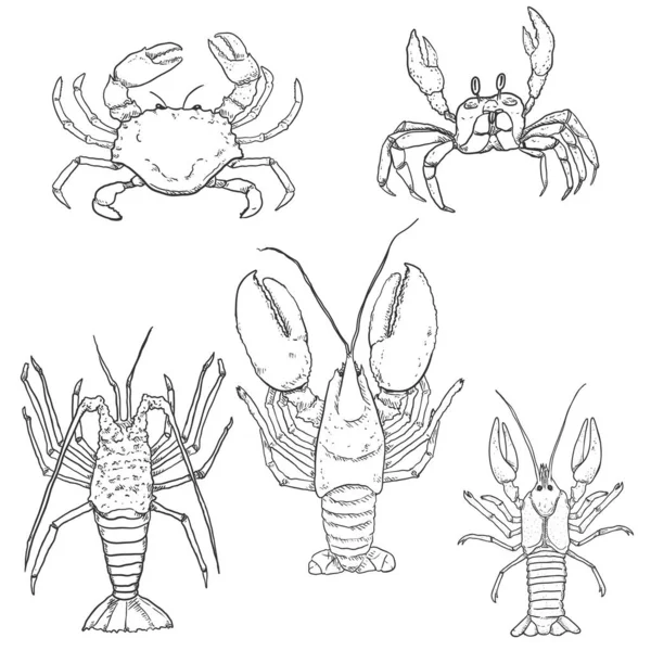 Vector Set Sketch Sea Animals Inglés Omar Langosta Cangrejo Crustáceos — Archivo Imágenes Vectoriales