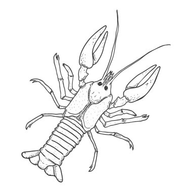 Kerevit - Beyaz Arkaplanda Vektör Taslak Çizimi