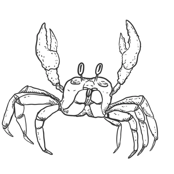 Crab Vector Sketch Illustration White Background — Stock Vector