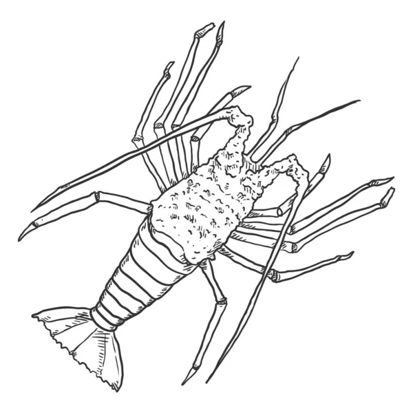 Spiny Lobster Vector Sketch Illustration White Background — Stock Vector