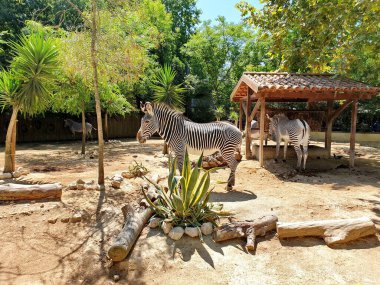 Lizbon, Portekiz - 25 Temmuz 2019. Lizbon Hayvanat Bahçesi 'ndeki Zebra. Gündüz Fotoğrafı.