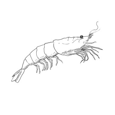 Beyaz Arkaplanda Vektör Taslak Karides