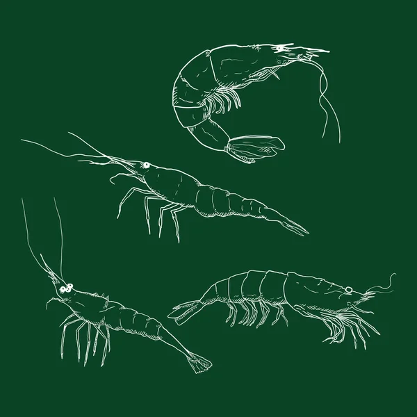 Vector Conjunto Tiza Bosquejo Camarones Langostinos — Archivo Imágenes Vectoriales