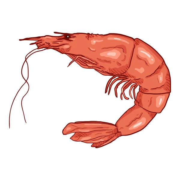 Vector Cartoon Shrimp Isolated Illustration - Stok Vektor