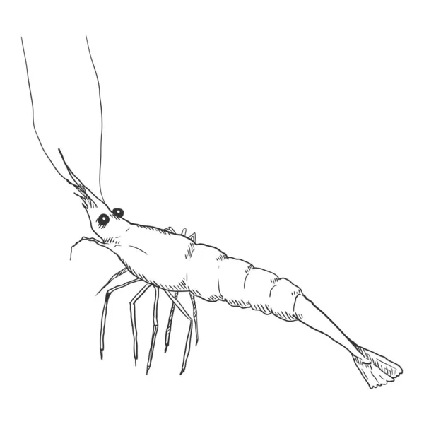 Vector Sketch Shrimp White Background — Stock Vector