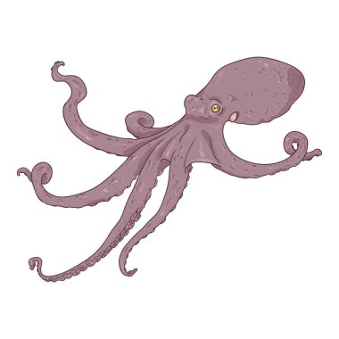 Vektör Ahtapot Çizgisi. Cephalopod İllüstrasyonu