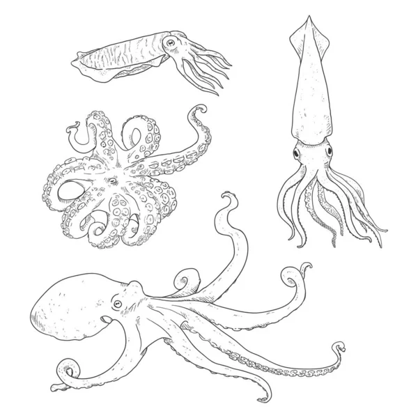 Vectorset Van Schets Cephalopod Illustraties Octopus Inktvis Inktvis — Stockvector