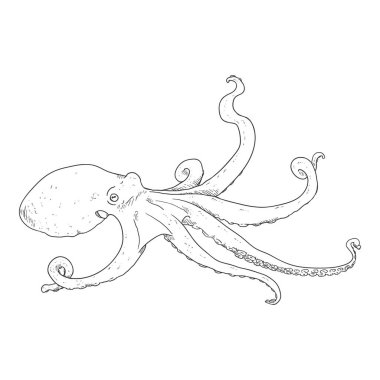 Ahtapot Vektör Skeç. Cephalopod İllüstrasyonu.