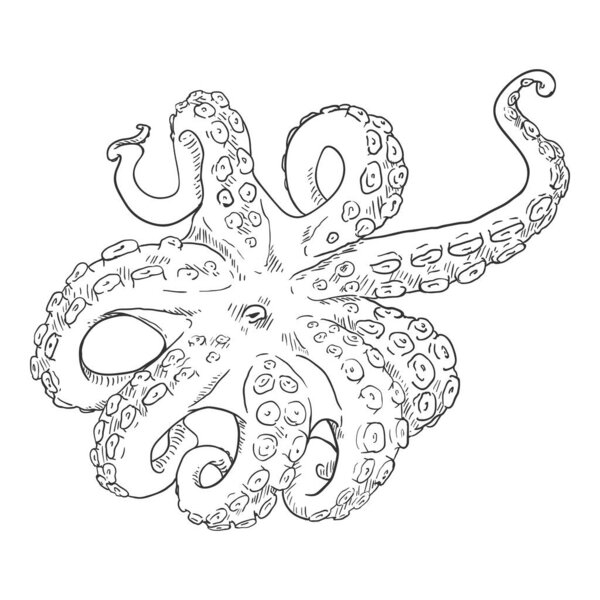 Vector Sketch Octopus . Cephalopod Bottom View Illustration.