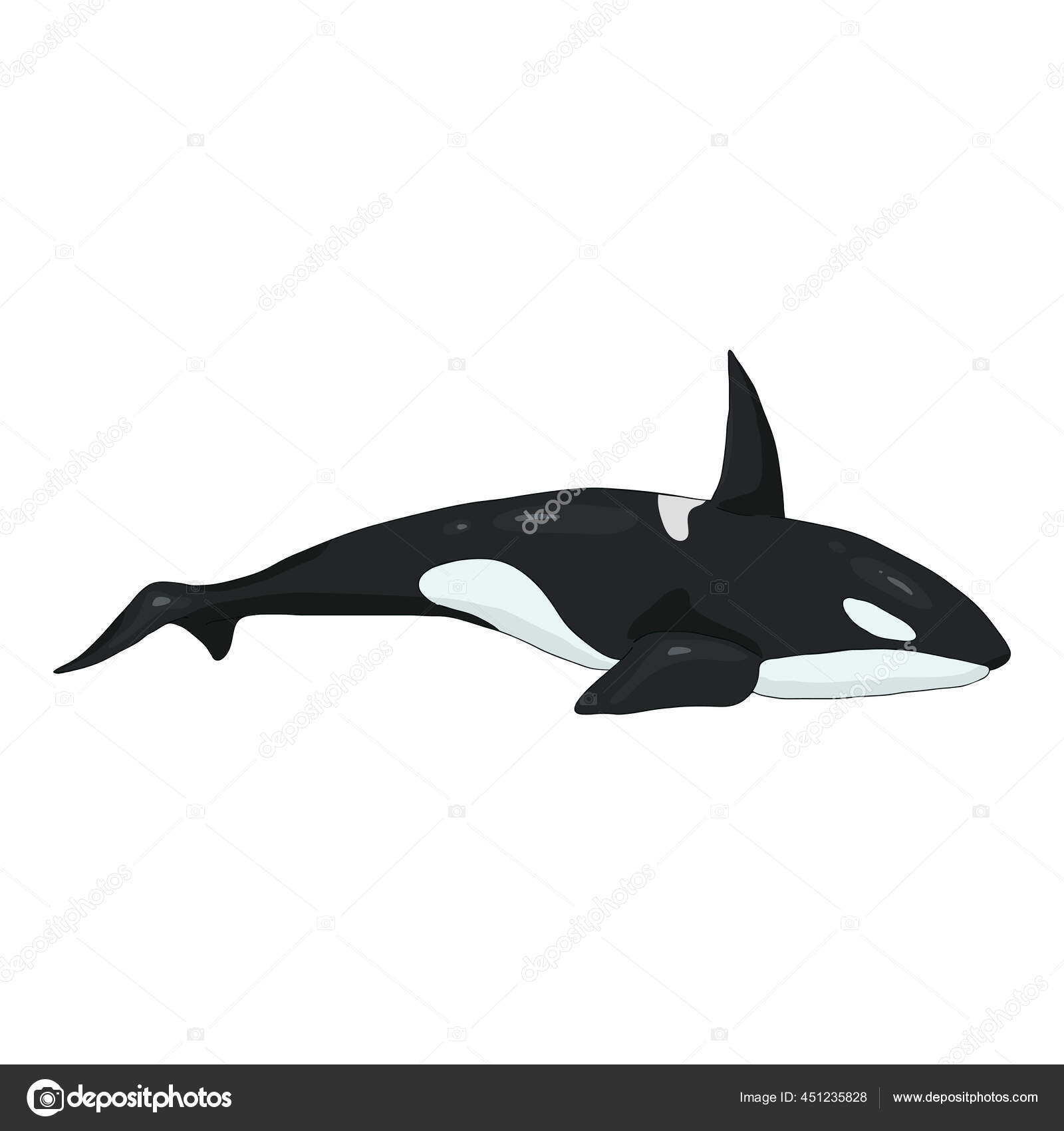 病媒卡通片Orcinus Orca 杀人鲸图解图库矢量图©nikiteev 451235828