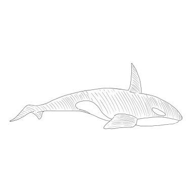 Vector Sketch Orcinus Orca. Katil Balina Çizimi.