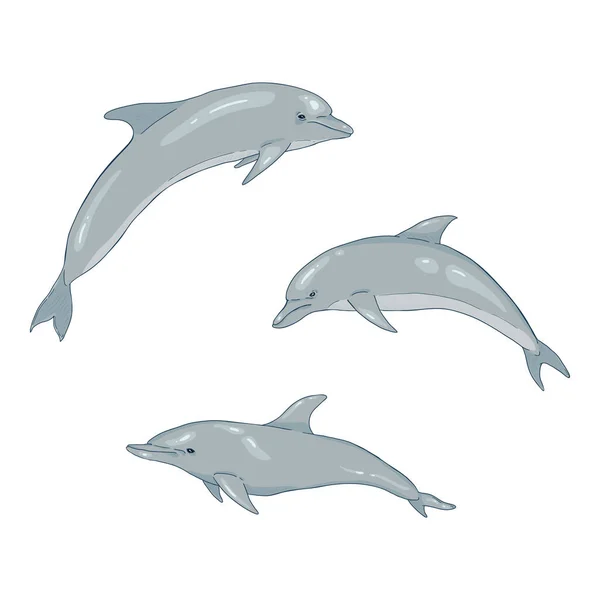 Vektorkészlet Rajzfilm Delfin Illusztrációk — Stock Vector