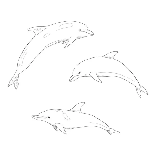 Vektor Uppsättning Skiss Dolphin Illustrationer — Stock vektor