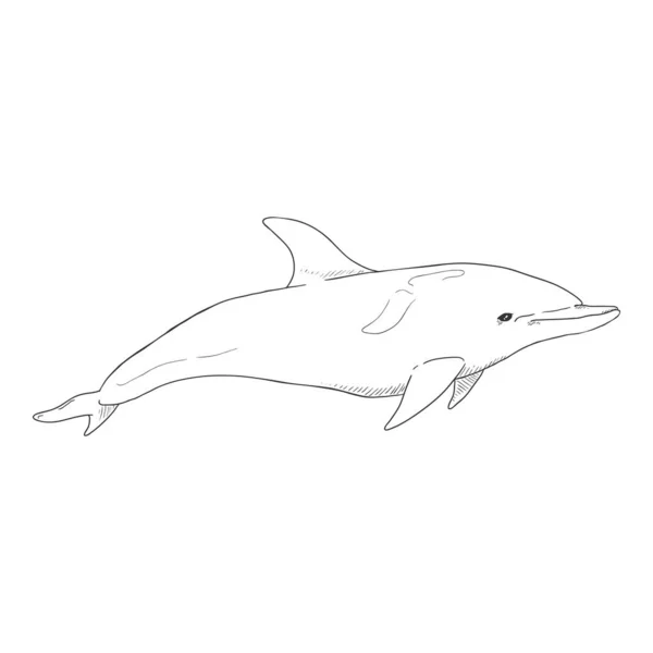 Vektor Vázlat Delfin Illusztráció Fehér Háttér — Stock Vector