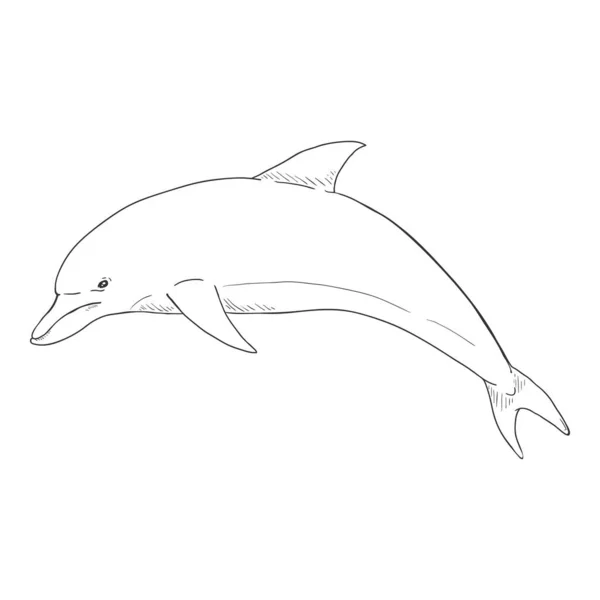 Vektor Skiss Dolphin Illustration Vit Bakgrund — Stock vektor