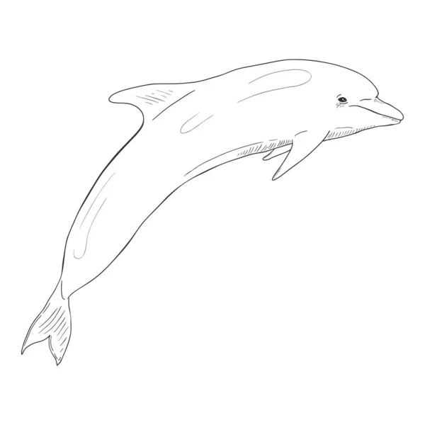 Vektor Skiss Dolphin Illustration Vit Bakgrund — Stock vektor