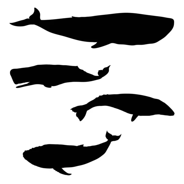 Vektor Uppsättning Black Whale Silhouettes Blåval Cachalot Gråval Och Knölval — Stock vektor