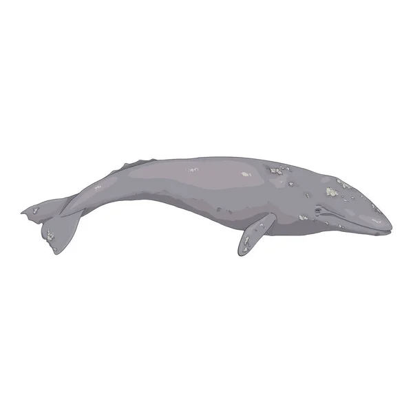 Vector Cartoon Grijze Walvis Witte Achtergrond — Stockvector