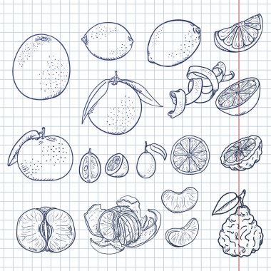 Vector Sketch Set of All Citrus Fruits. Lemon, Orange, Tangerine, Grapefruit, Lime, Kumquat and Bergamot vector