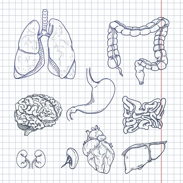Set Schizzi Inchiostro Blu Vettoriale Organi Umani Anatomici Illustrazione Della — Vettoriale Stock