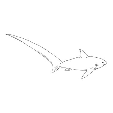 Vector Sketch Fox Shark. Parçalayıcı Köpekbalığı. Alopias Pelagicus İllüstrasyonu.