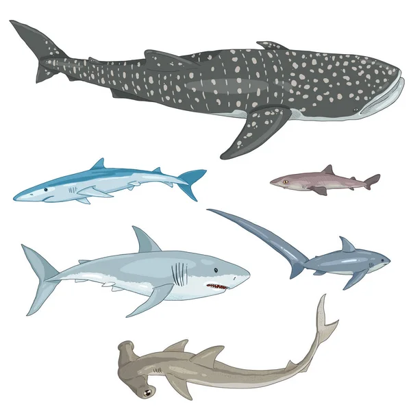 Conjunto Vectores Tiburones Dibujos Animados Diferentes Tipos Tiburón Ballena Tiburón — Vector de stock