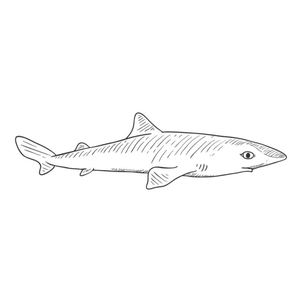Vector Sketch Spiny Dogfish Squalus Acanthias Ilustración — Vector de stock