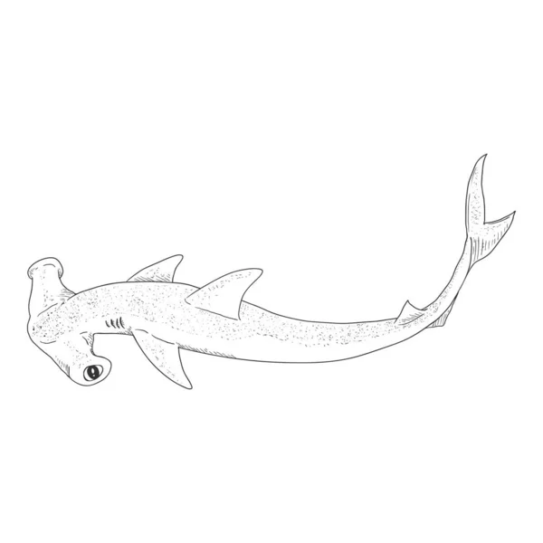 Schets Hamer Head Shark Vector Sphyrnidae Illustratie — Stockvector