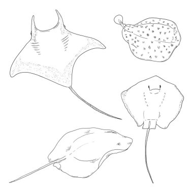 Uyuşuk balık çizim seti. El Çekimi Vector Koleksiyonu Stingray Çizimleri