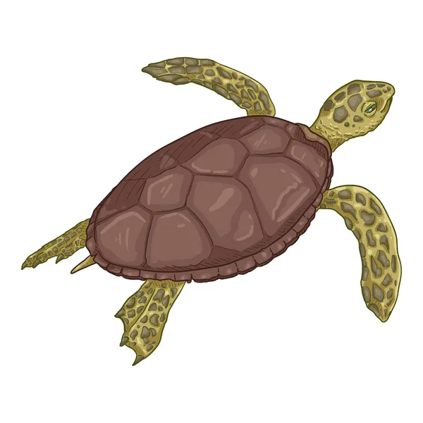 Tortuga Marina Dibujos Animados Ilustración Vectorial Eretmochelys Imbricata — Archivo Imágenes Vectoriales