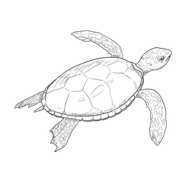 Sketch Tortuga Marina Vector Dibujado Mano Ilustración Eretmochelys Imbricata — Vector de stock