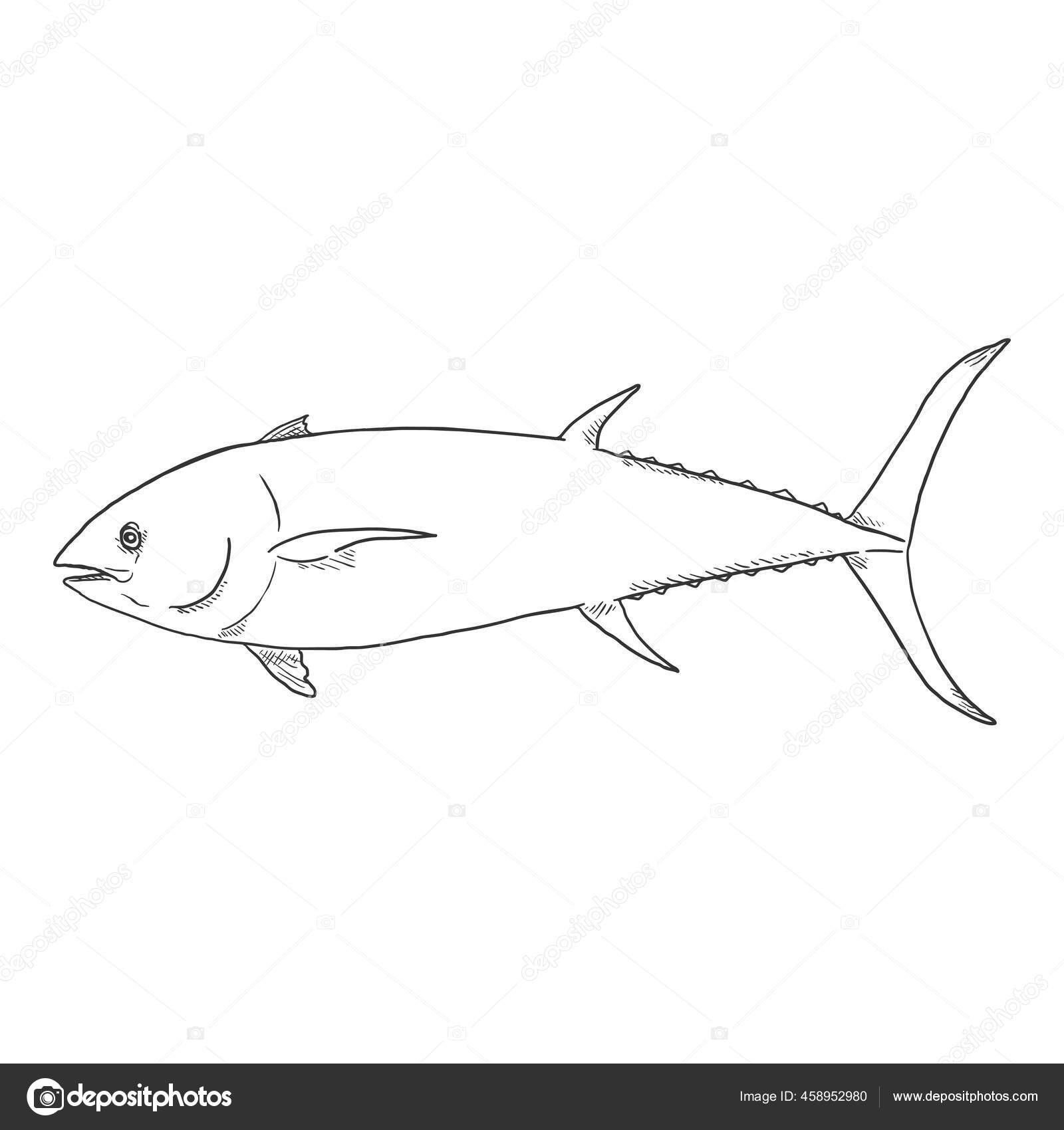 Tuna Sketch Fish Vector Illustration Inglés Vista Lateral Vector de