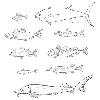 Sketch Fish 'in vektör seti. Deniz, Nehir ve Göl Türleri.