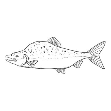 Kambur Somon Balığı Vektör İllüzyonu skeci. Yan Görünüm.