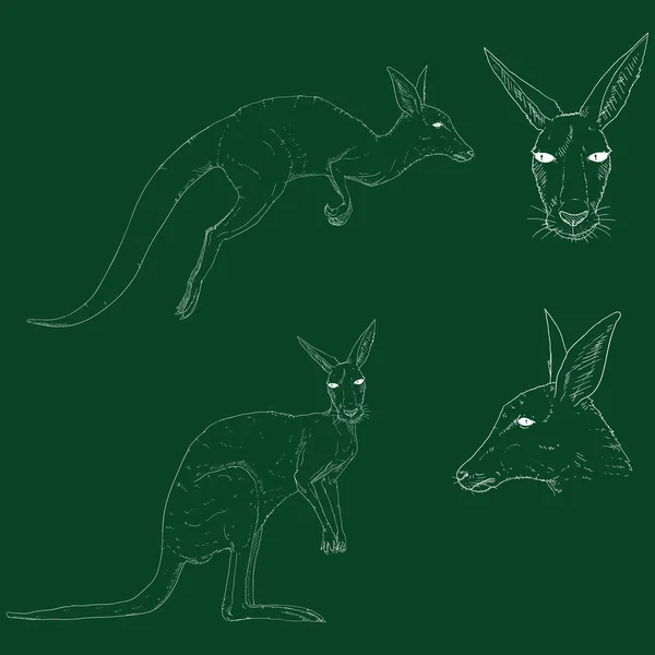 Vector Set Chalk Sketch Kangaroo — Stock Vector