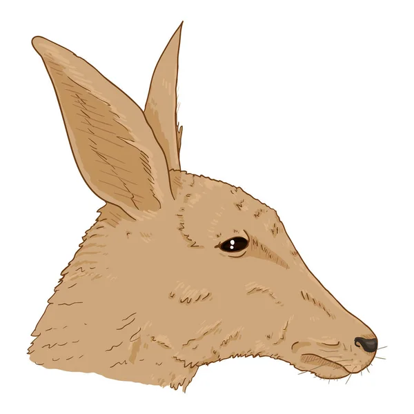 Kangaroo Kepala Vektor Ilustrasi Kartun Tampilan Sisi - Stok Vektor