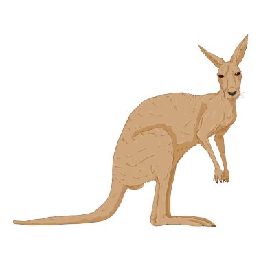 Vector Cartoon Standing Kangaroo Illustration