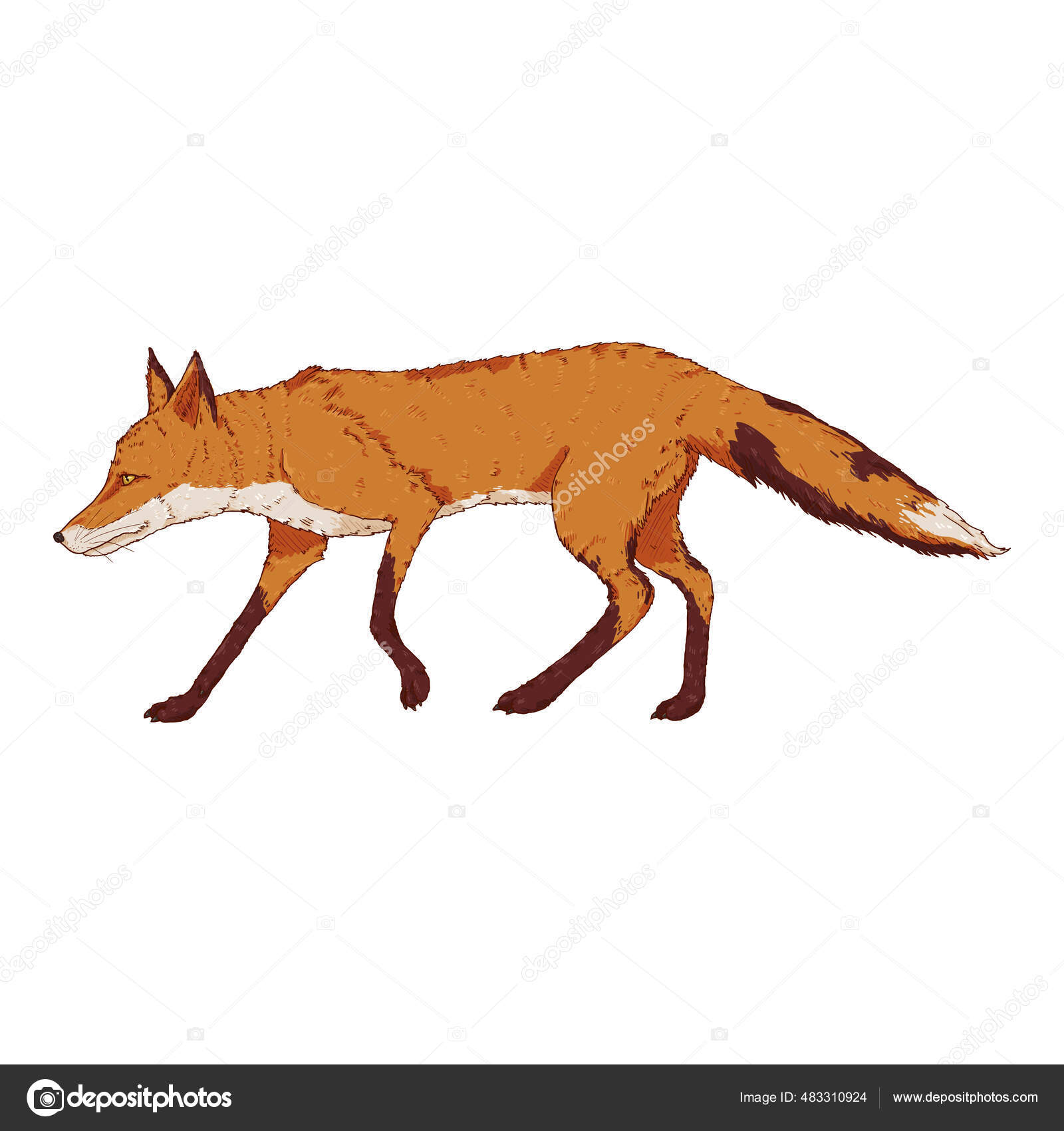 Walking Fox Side View Vector Cartoon Illustration Vixen Stock Vector