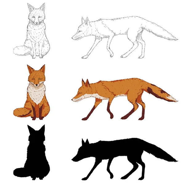 Vetor Set Von Fox Illustrationen Silhouette Skizze Und Cartoon Vixens — Stockvektor