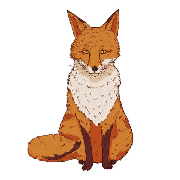 Sitting Fox Front View Vector Cartoon Illustration — Vector de stoc