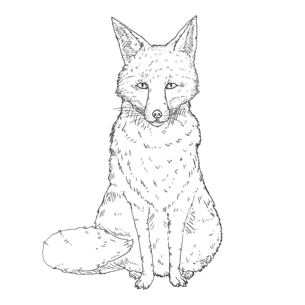 Sketch Sitting Fox Vista Frontal Ilustração Vetorial Desenhada Mão — Vetor de Stock