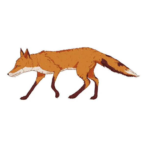 Walking Fox Zijaanzicht Vector Cartoon Illustratie Van Vixen — Stockvector