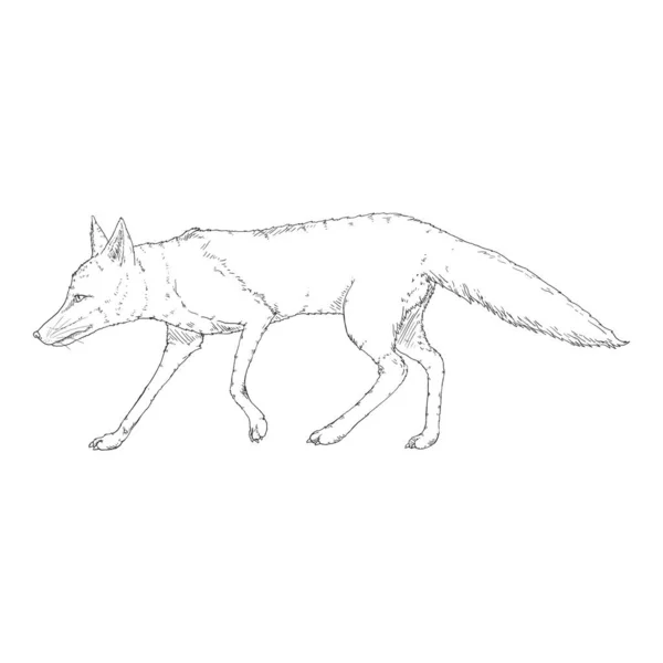 Walking Fox Zijaanzicht Vector Schets Illustratie Van Vixen — Stockvector