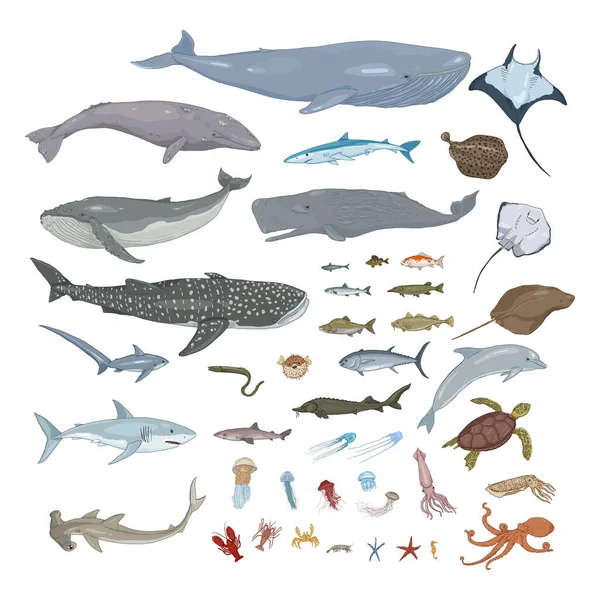 Vector Großes Set Von Zeichentrick Meerestieren Und Fischen Illustrationen — Stockvektor